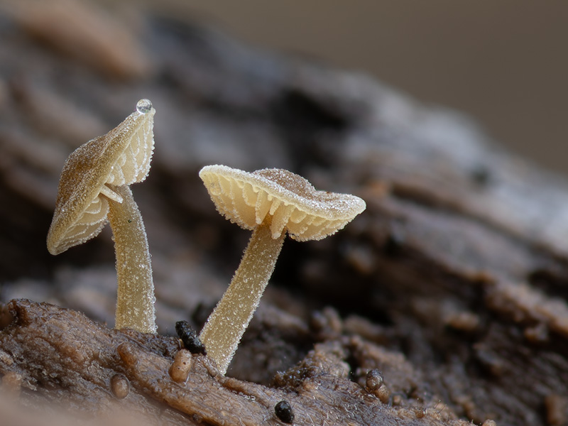 Simocybe centunculus